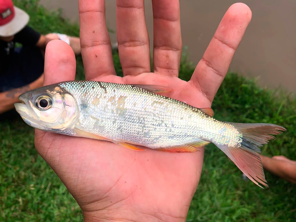 Piraputanga
