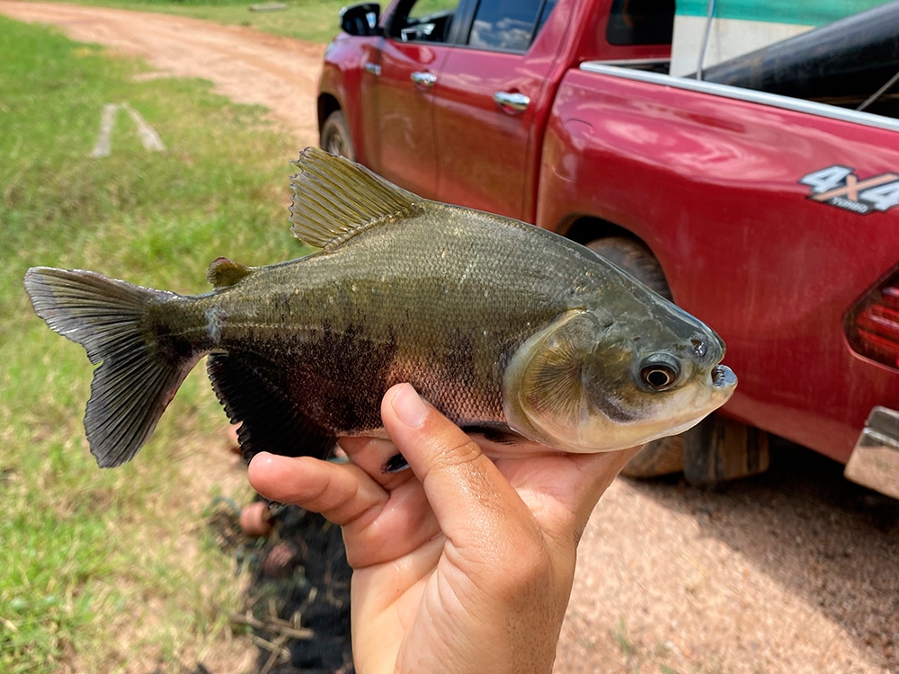 Tambaqui Amazônico