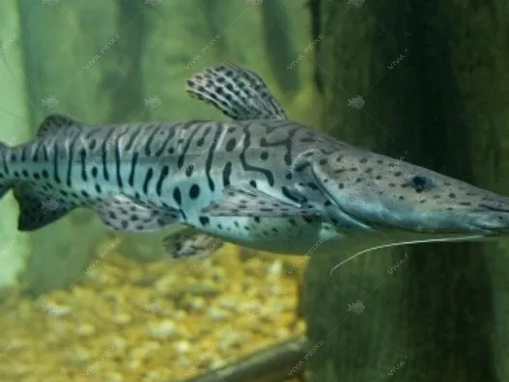 Cachara