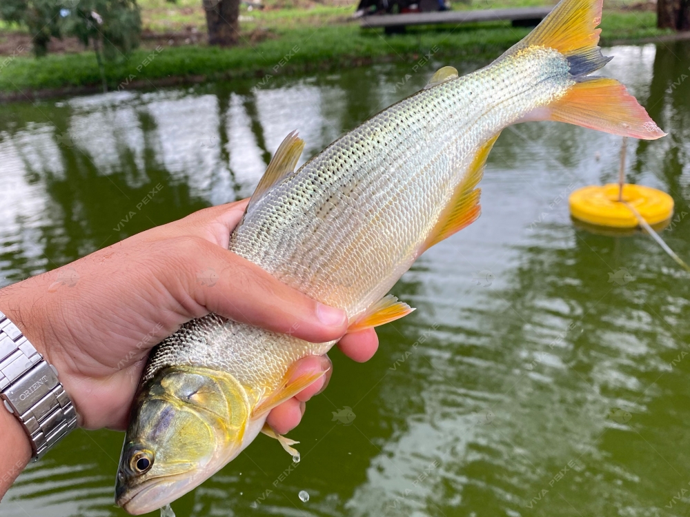 Dourado