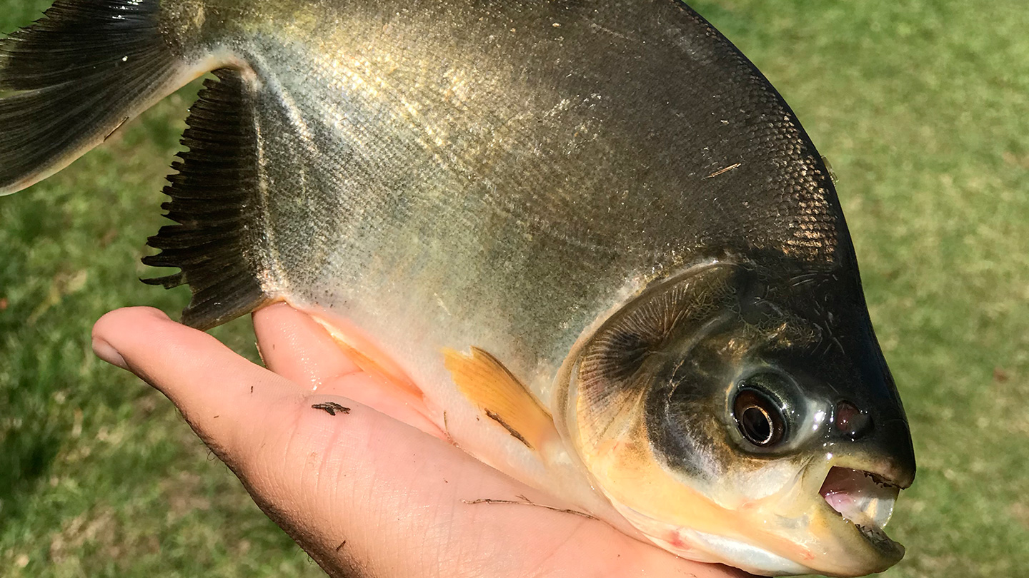 Peixes juvenis