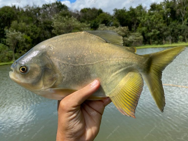 Pacu - Bom Sucesso Piscicultura